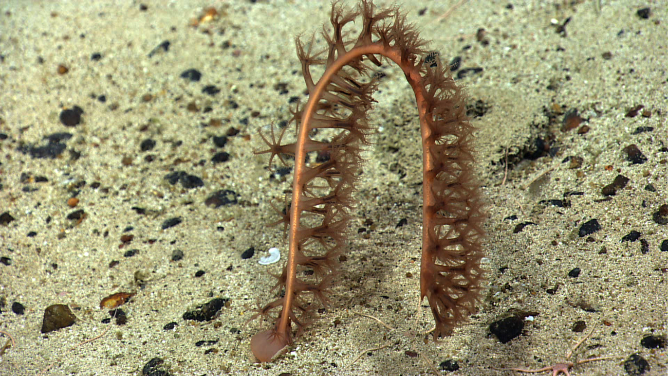 A sea pen on a sand and pebble substrate
