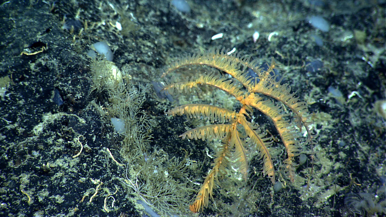 A yellow black coral bush, gray sponges, hydroids, tube worms, and what appearto be two small white crinoids, one below the yellow coral and other in thelower right corner