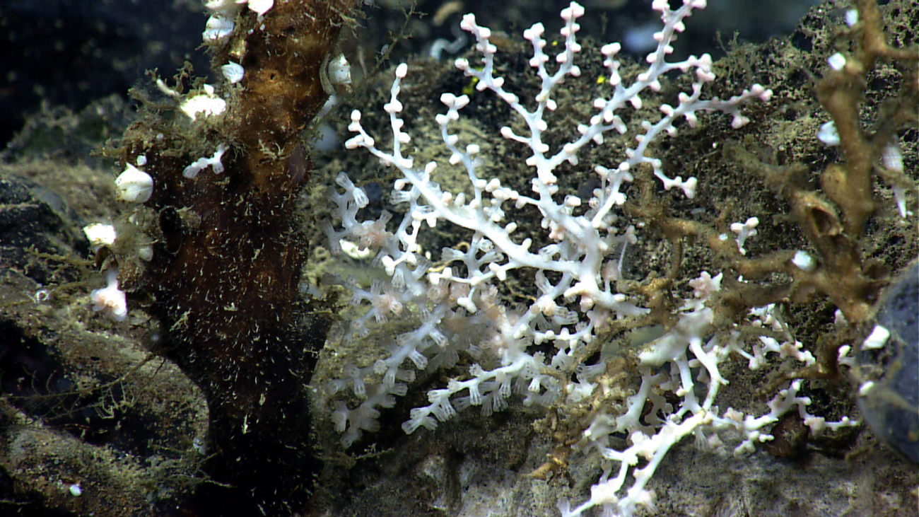 A delicate white coral