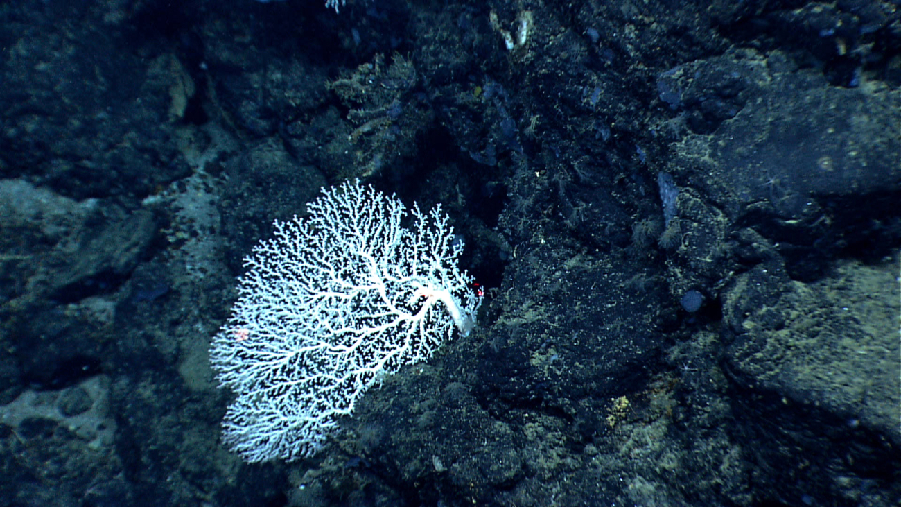 A white stylaster coral with a small pink ophiuroid brittle star
