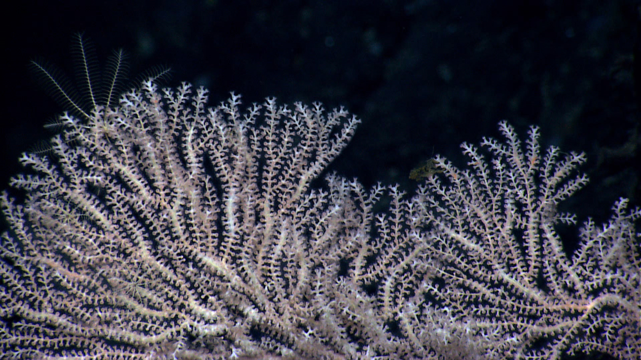 A white bamboo coral with pink polyps and one large and two small white featherstar crinoids