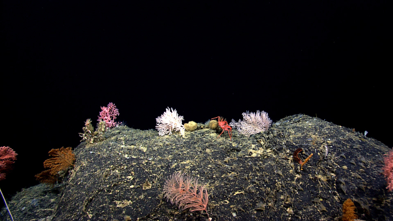 A diverse scene of multi-colored corals, sponges, and a large lithodid crab
