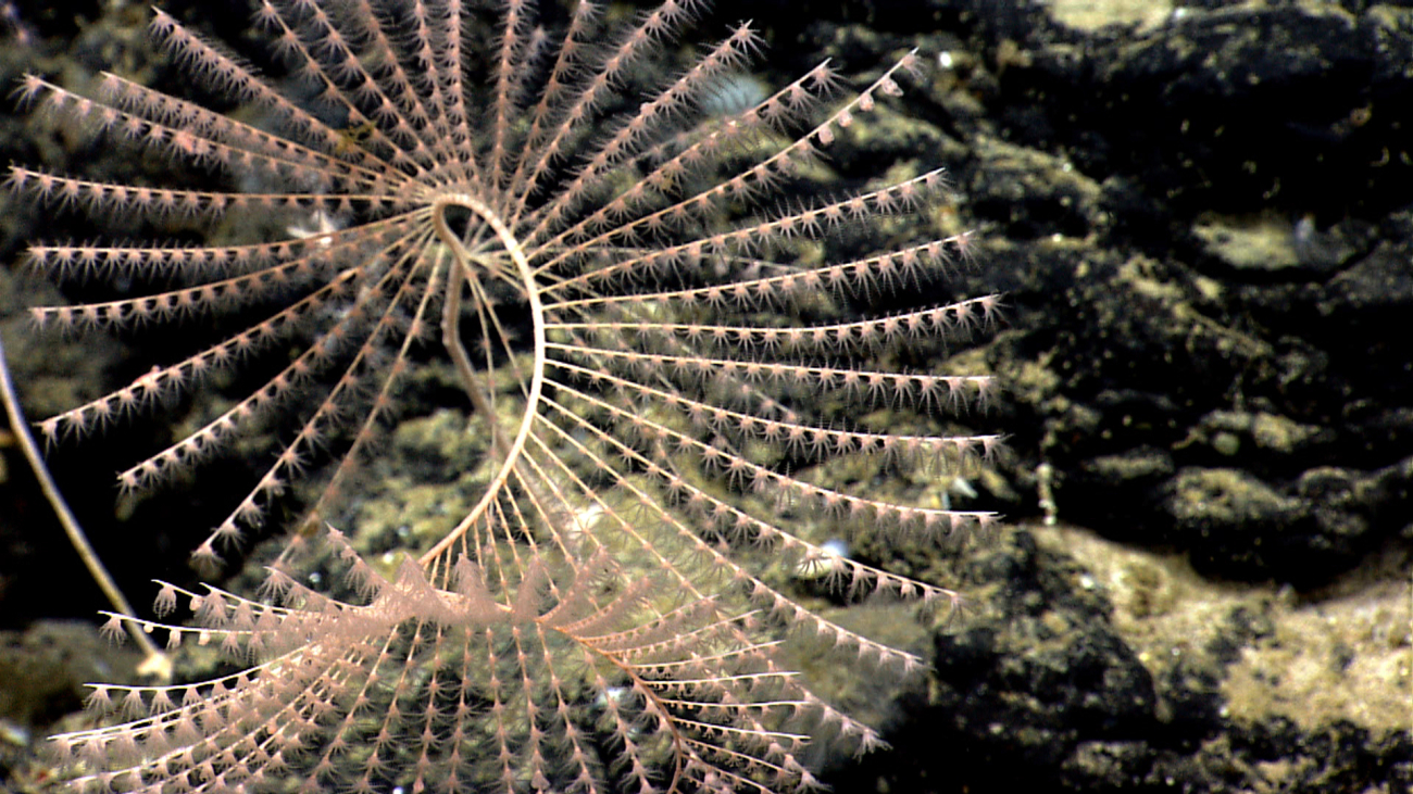 A spiraling iridogorgia coral bush
