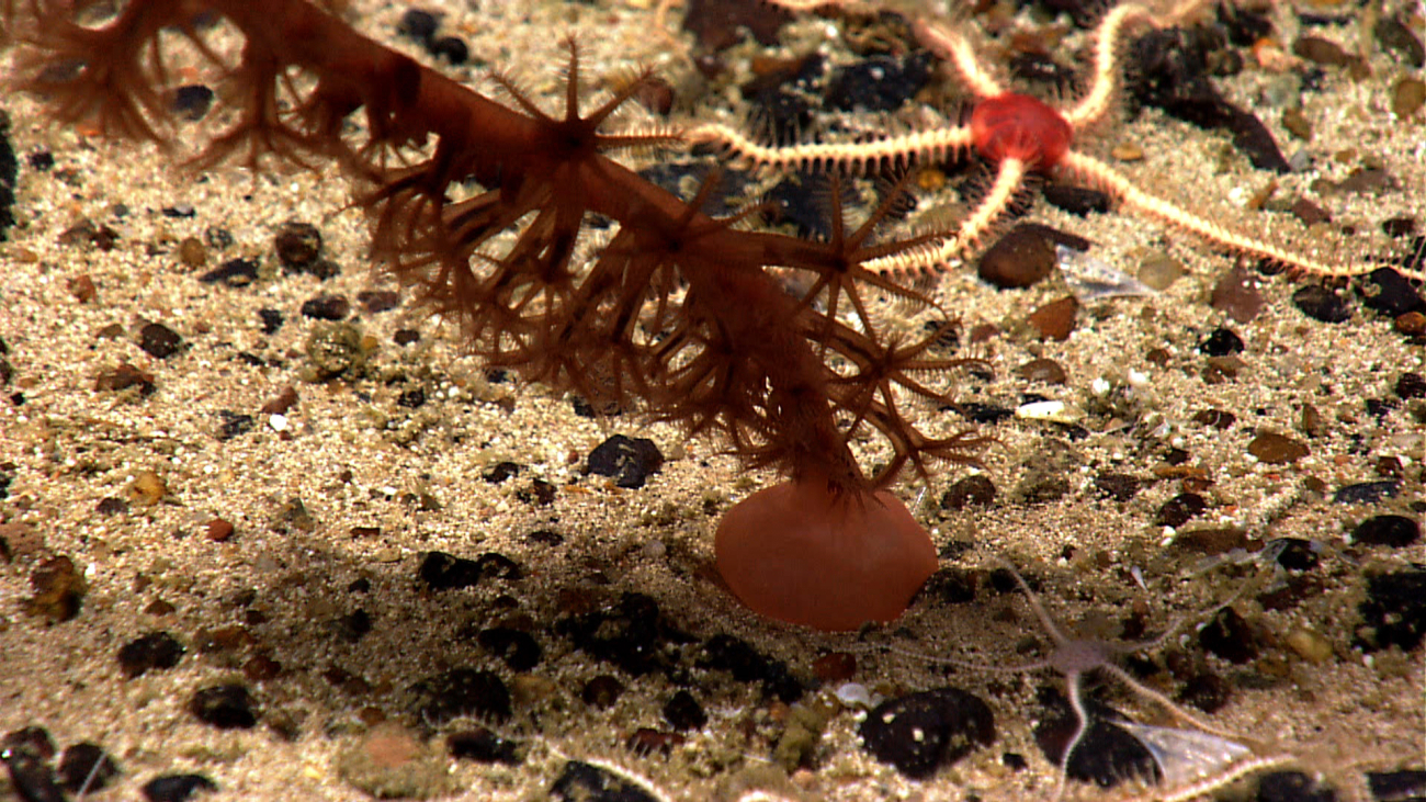 Base of sea pen with two different species of brittle stars, one with centralred disk and the other, smaller species, with a white central disk