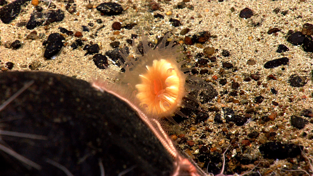 An orange cup coral at the base of a black boulder