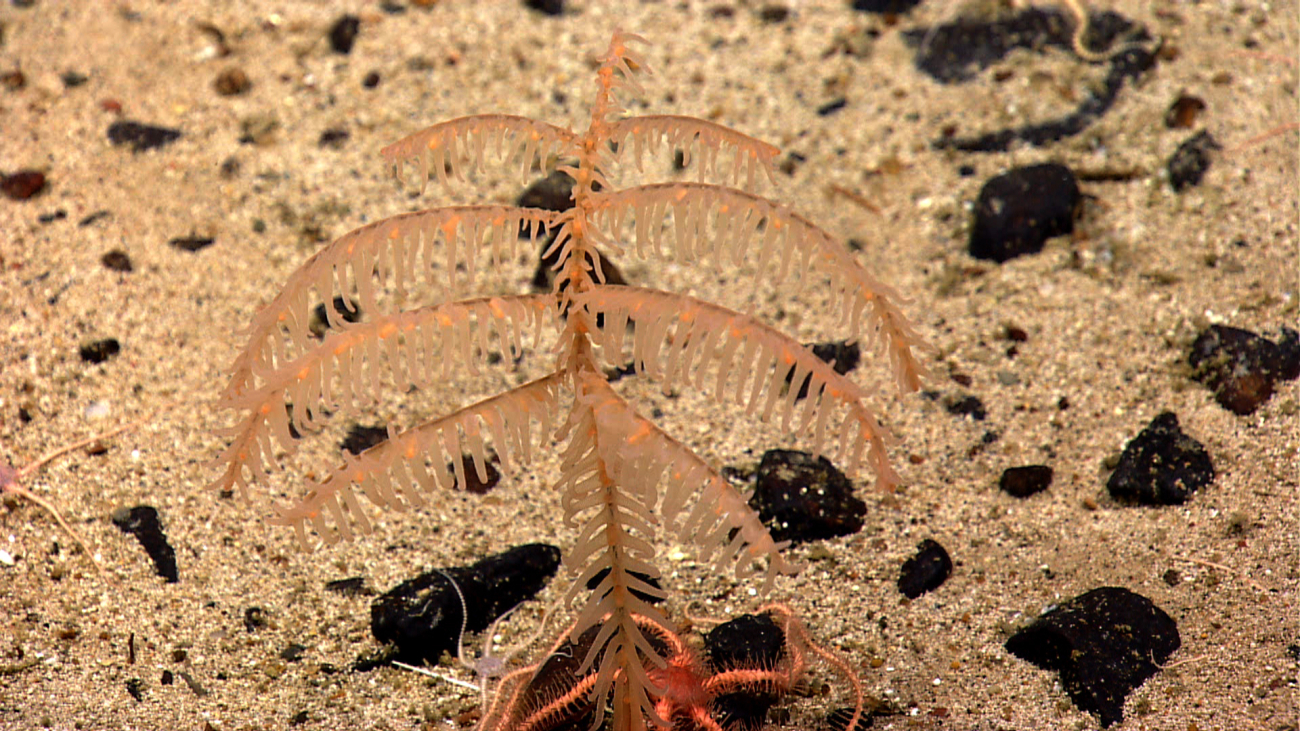 A small orange black coral bush with a large red brittle star at its base