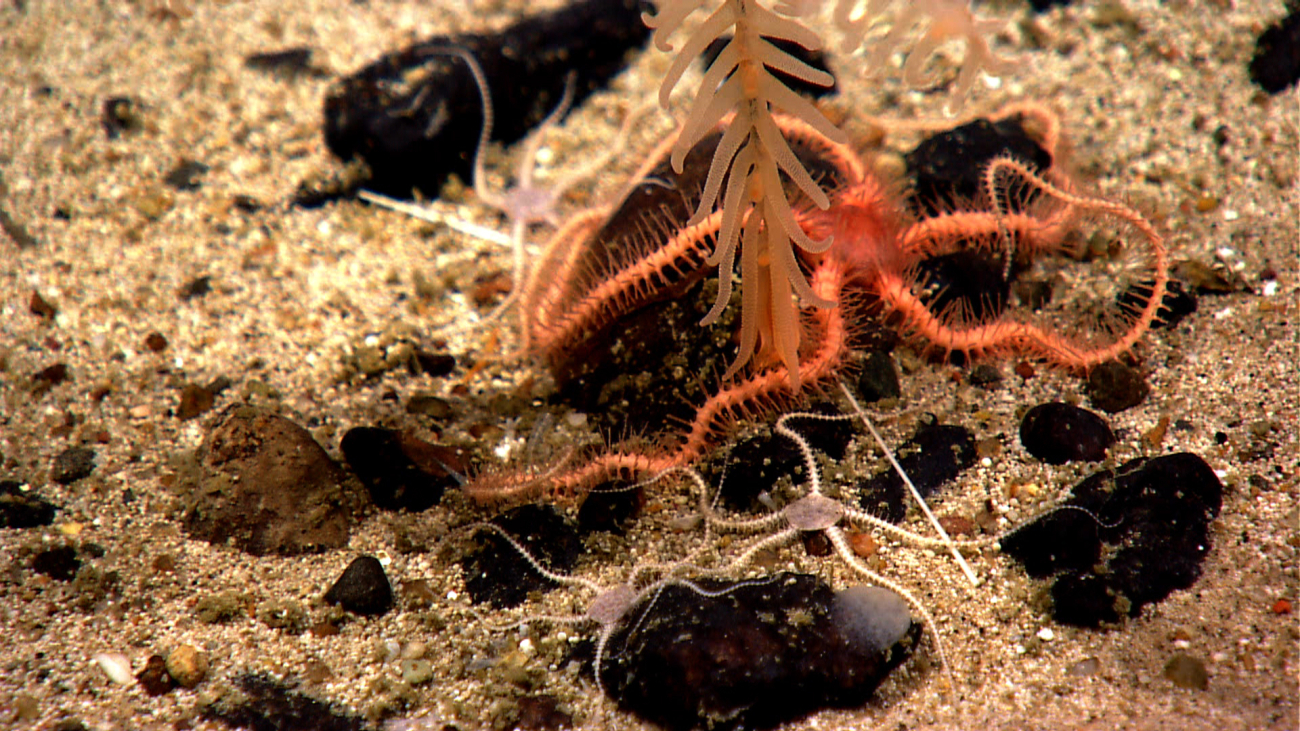 A large red brittle star at the base of an orange black coral bush