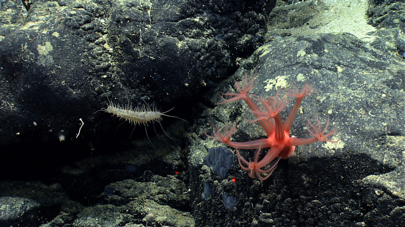 A red anthomastus octocoral and a somewhat bizarre holothurian