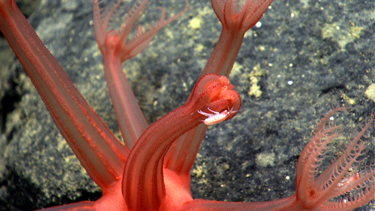 An amphipod on the closed polyp of a red anthomastus octocoral