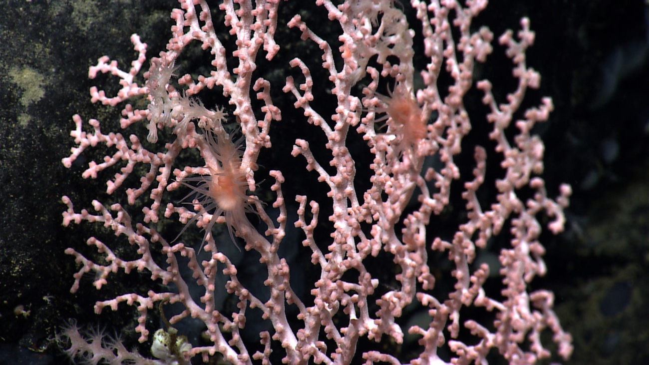 A Paragorgia bubblegum coral with two orange anemones