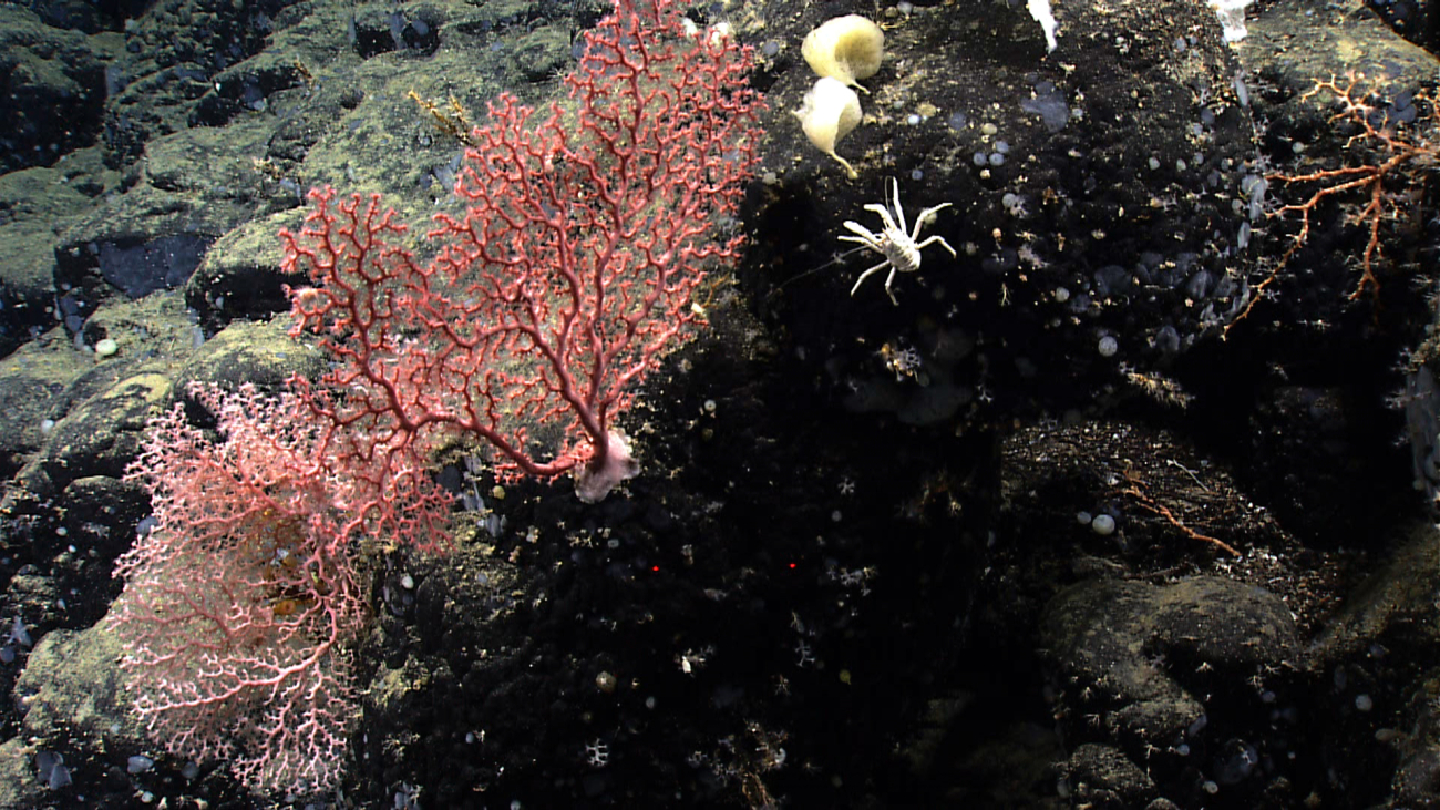 Paragorgia corals, a white squat lobster, and bluish gray sponges on a starkdark rock outcrop