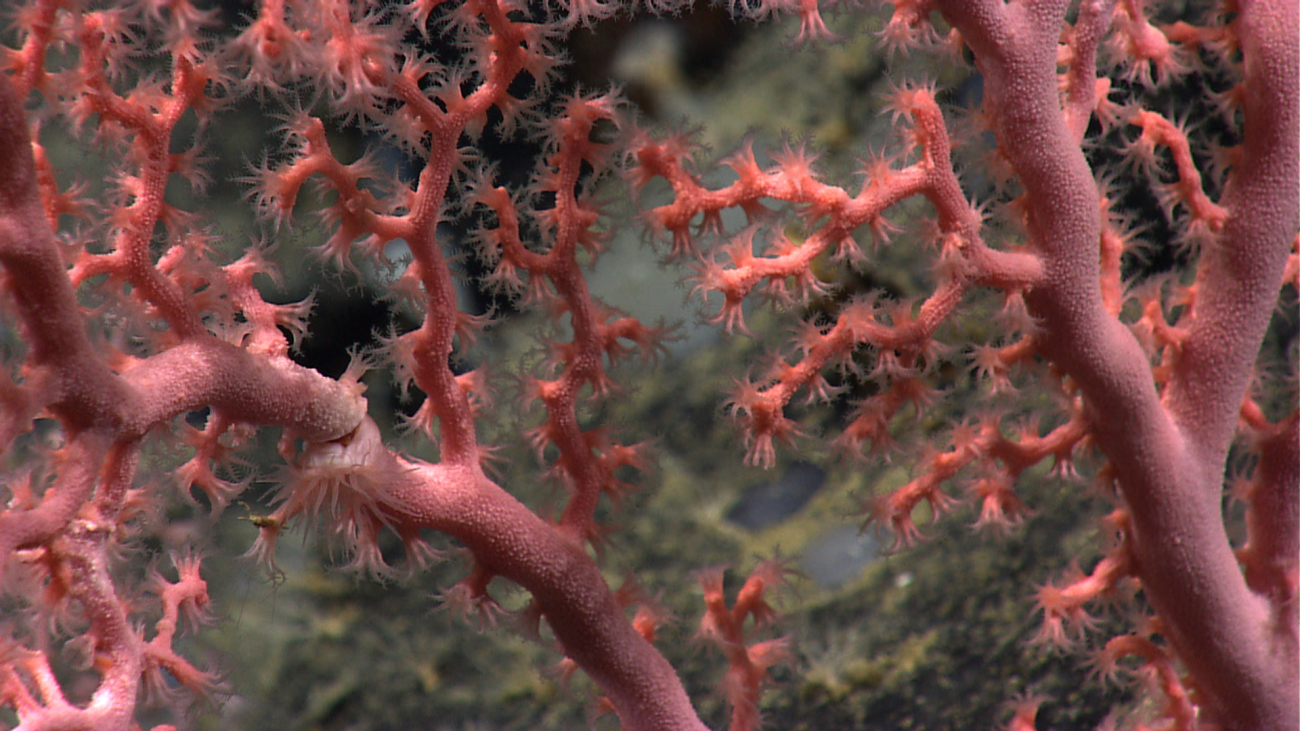 A closeup of the extended polyps of a Paragorgia coral