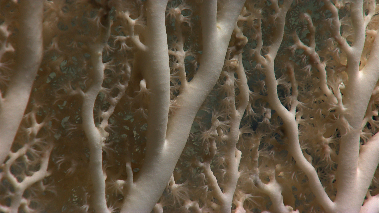 A closeup of the extended polyps of a white morph of a Paragorgia coral