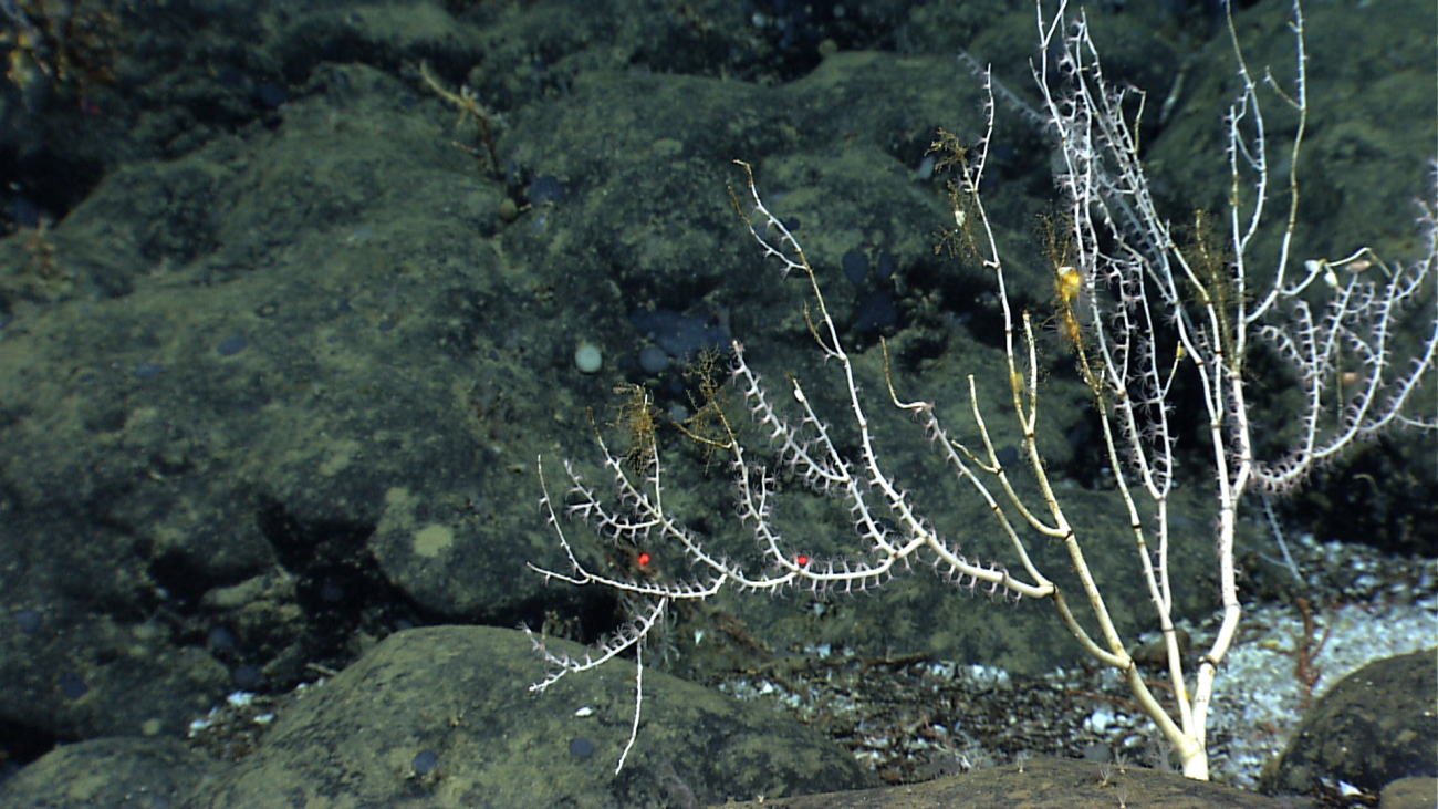 A white bamboo coral bush with a yellow anemone and barnacles growing ondead branches