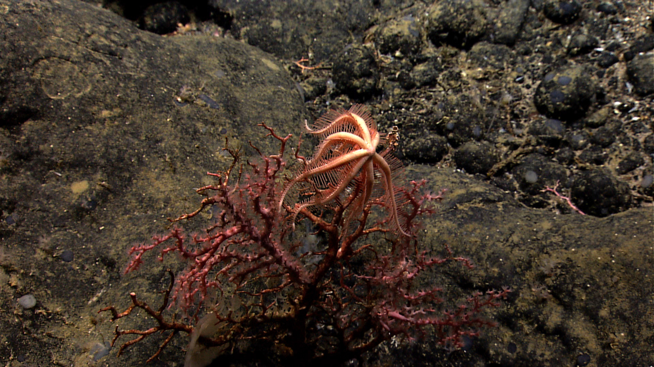 A Paragorgia coral with an orange brisingid sea star