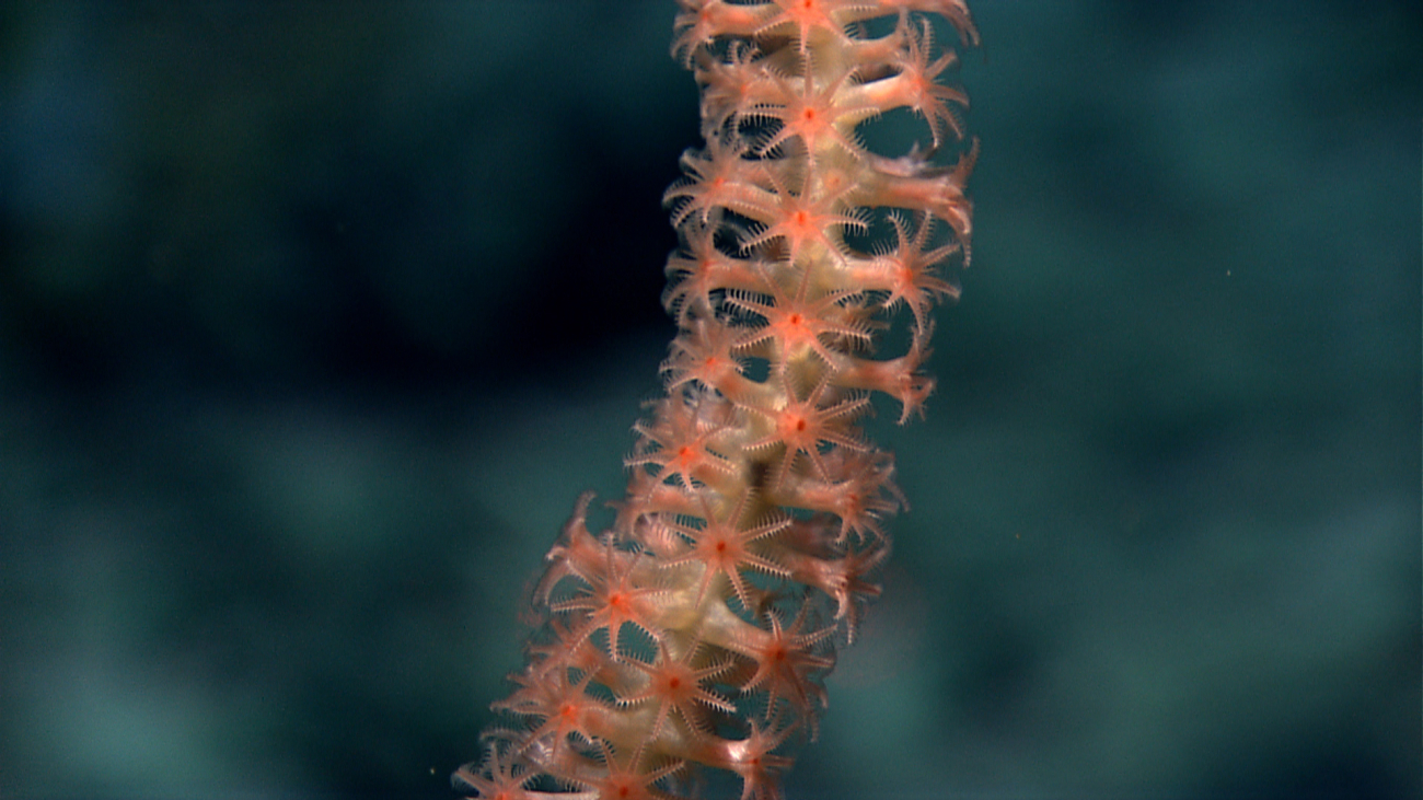 Polyps extended on a bamboo whip coral