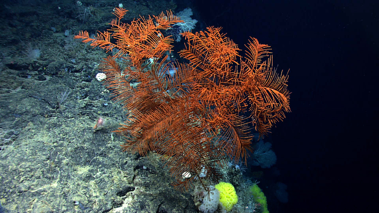 A large orange black coral bush