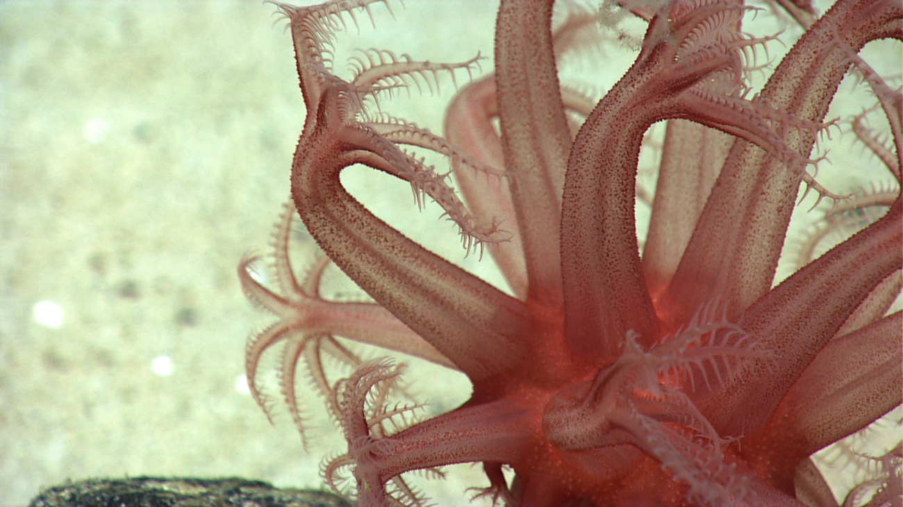Closeup of anthomastus coral