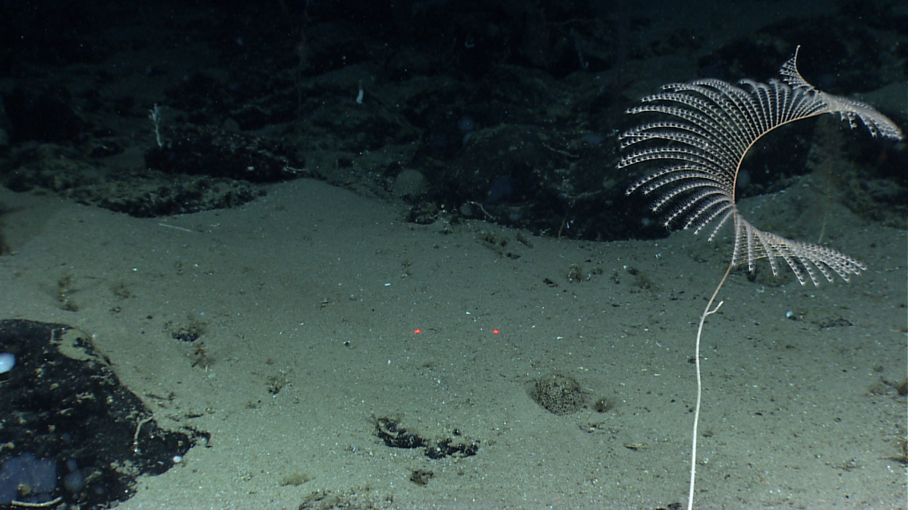 A small iridogorgia coral