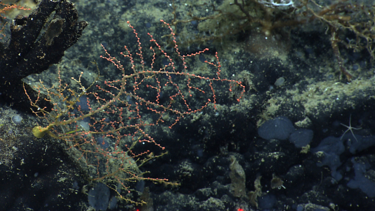 A small coral with polyps retracted