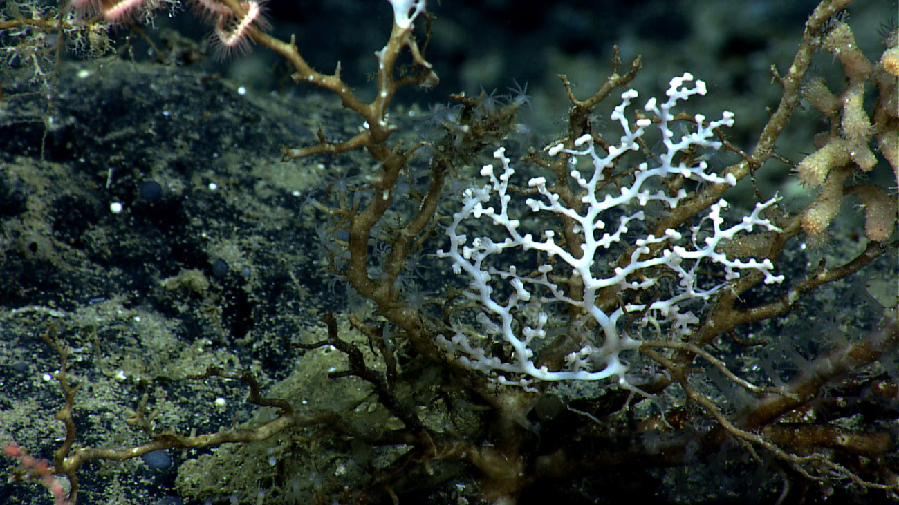 A small white coral, apparently the last living remnant on a larger bush