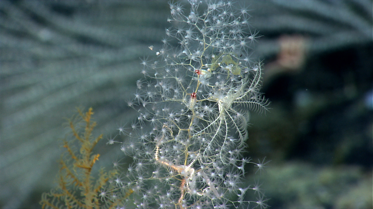A small white Chrysogorgia coral with two red-headed amphipods, a white, almost perfectly camouflaged feather star crinoid in the right center of theimage; two, possibly three, small greenish yellow brittle stars near the topright of the bush, and an orange brittlestar near the bottom