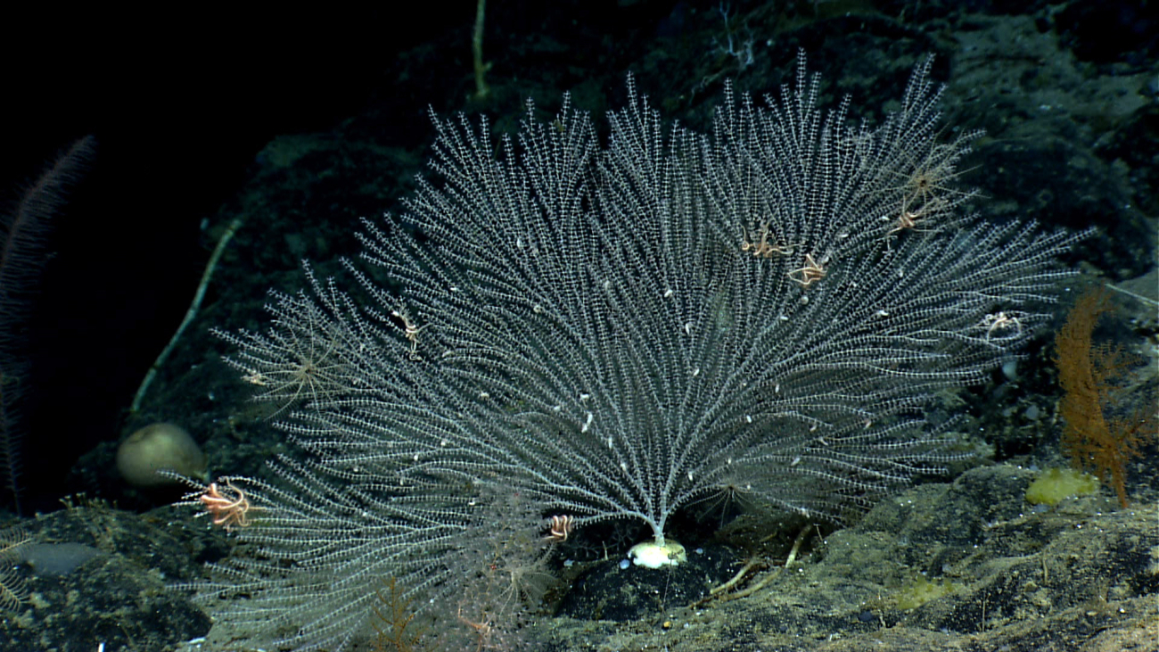 A large white bamboo coral bush with numerous brittle stars, three feather starcrinoids, and a number of odd white fuzzy things