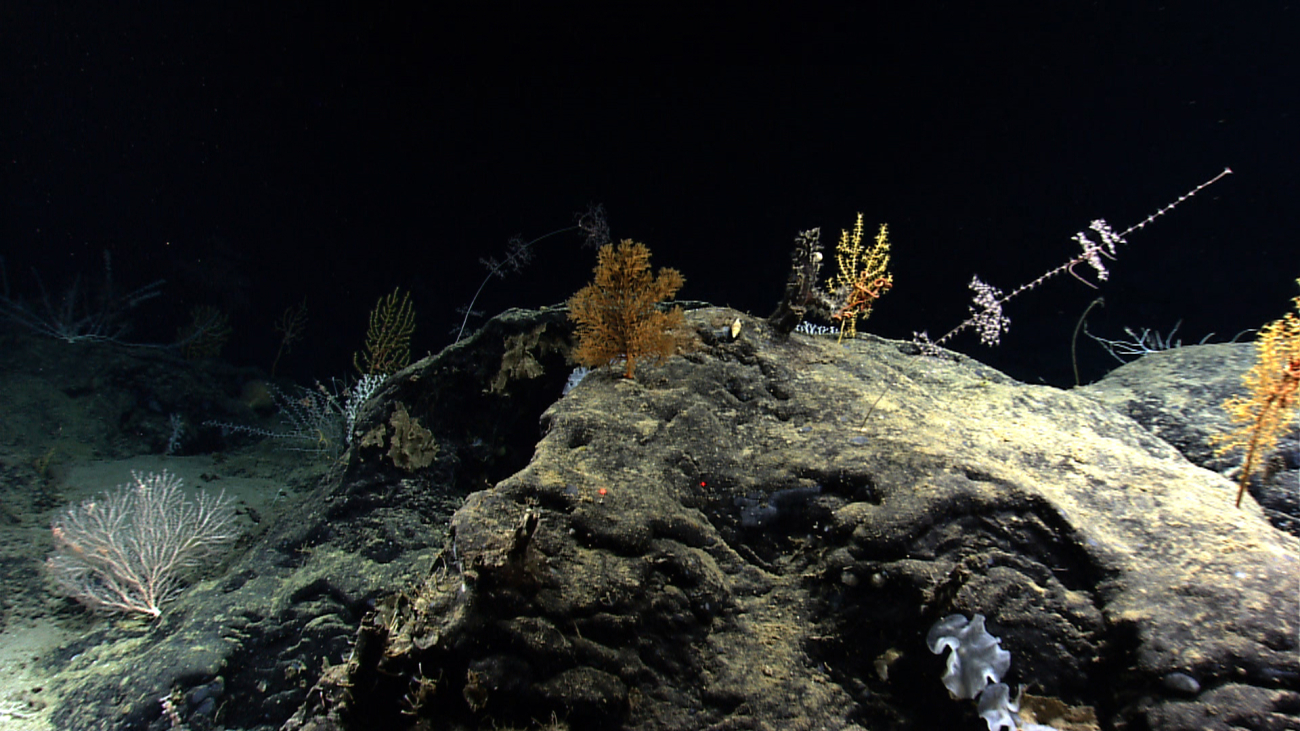 A rock outcrop colonized by various corals and a few sponges