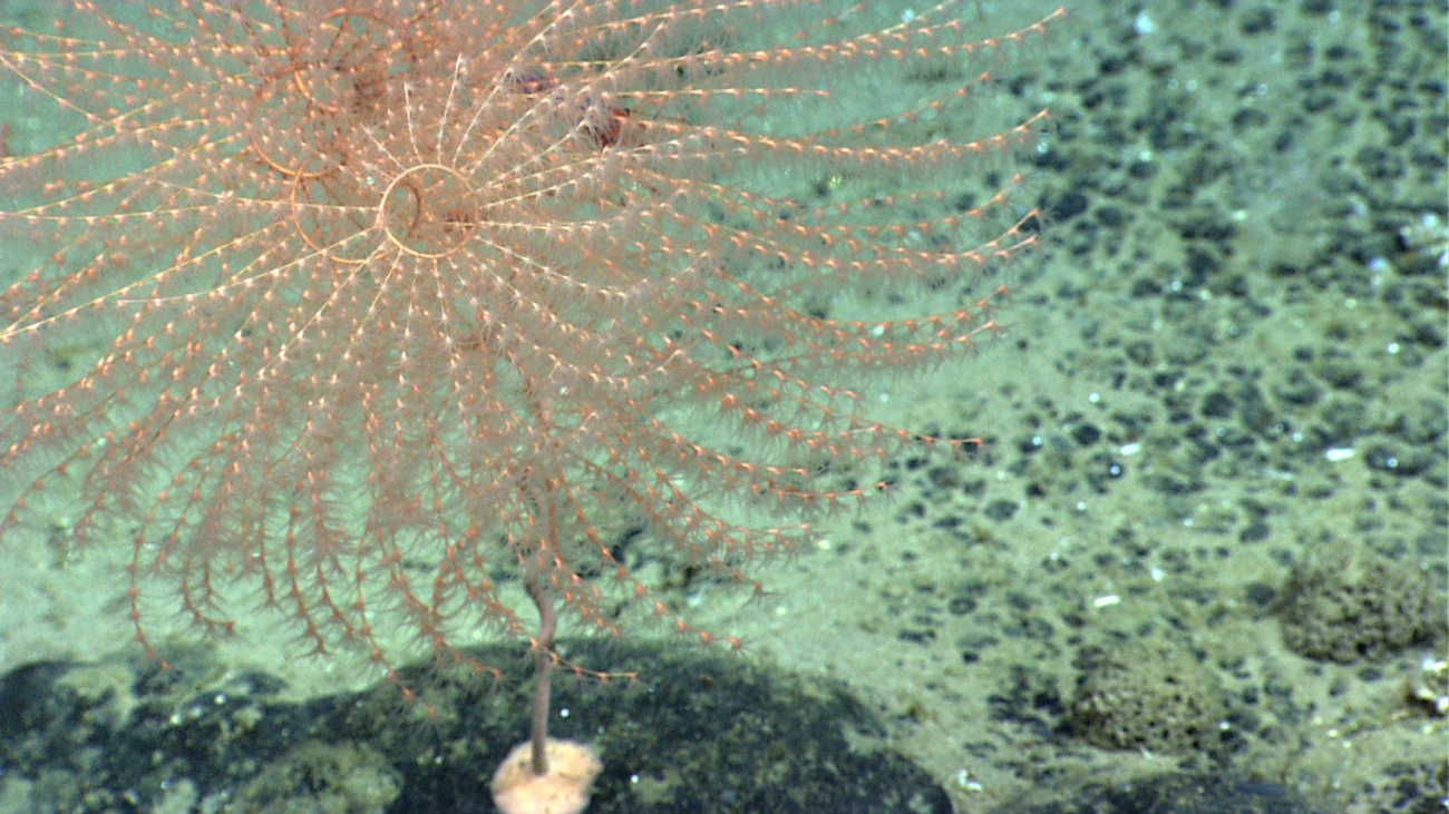 A beautiful iridogorgia coral