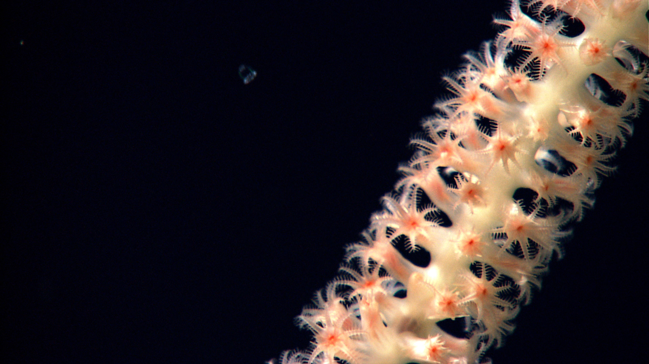 A small jellyfish is seen in the distance behind a bamboo whip coral withpolyps extended