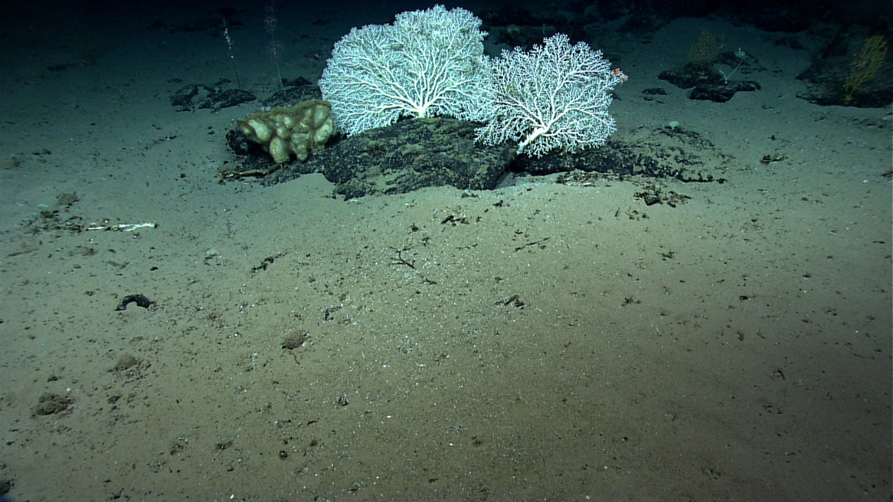 Large white morphs of Paragorgia coral and sponges on a boulder outcropping ona sandy bottom