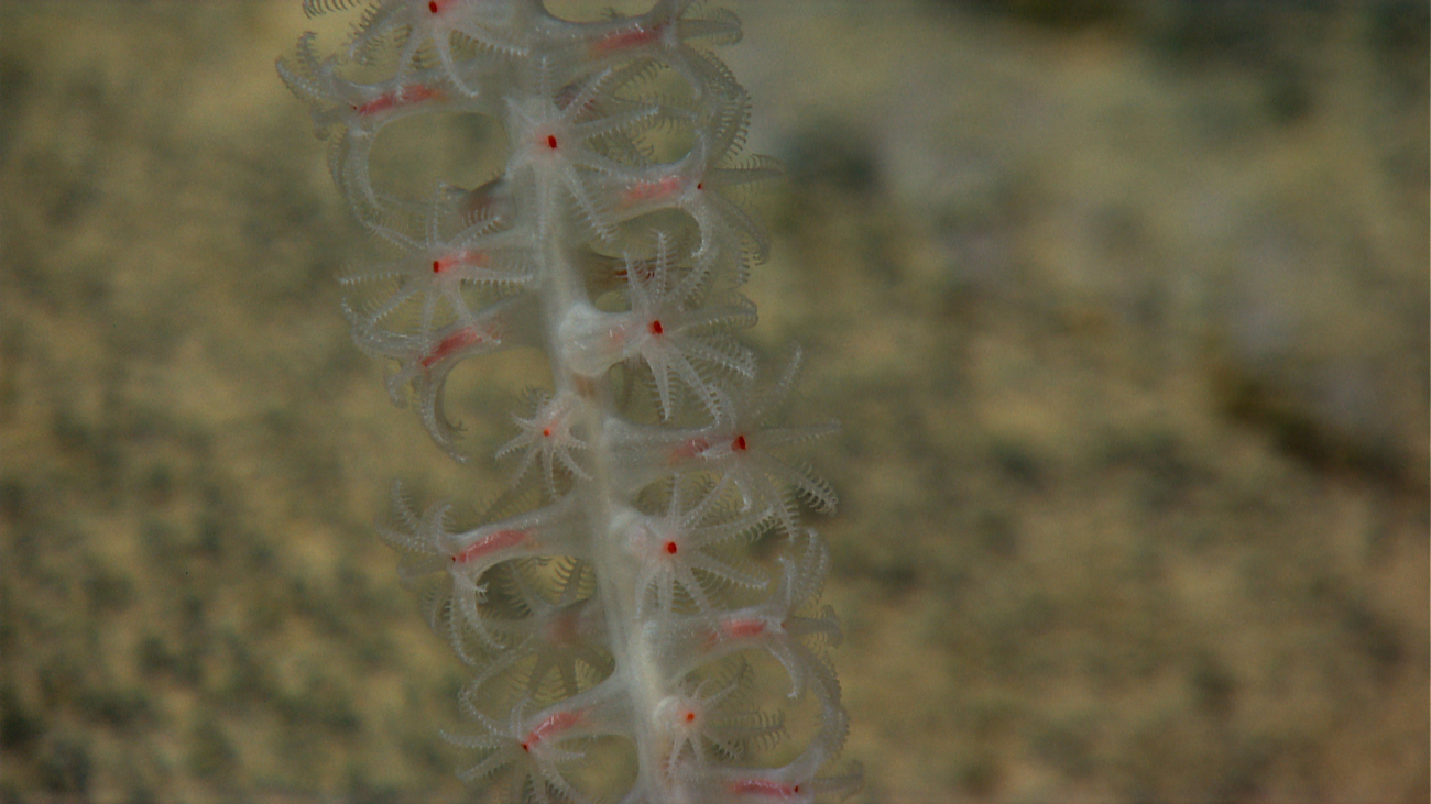A bamboo octocoral with white and red polyps