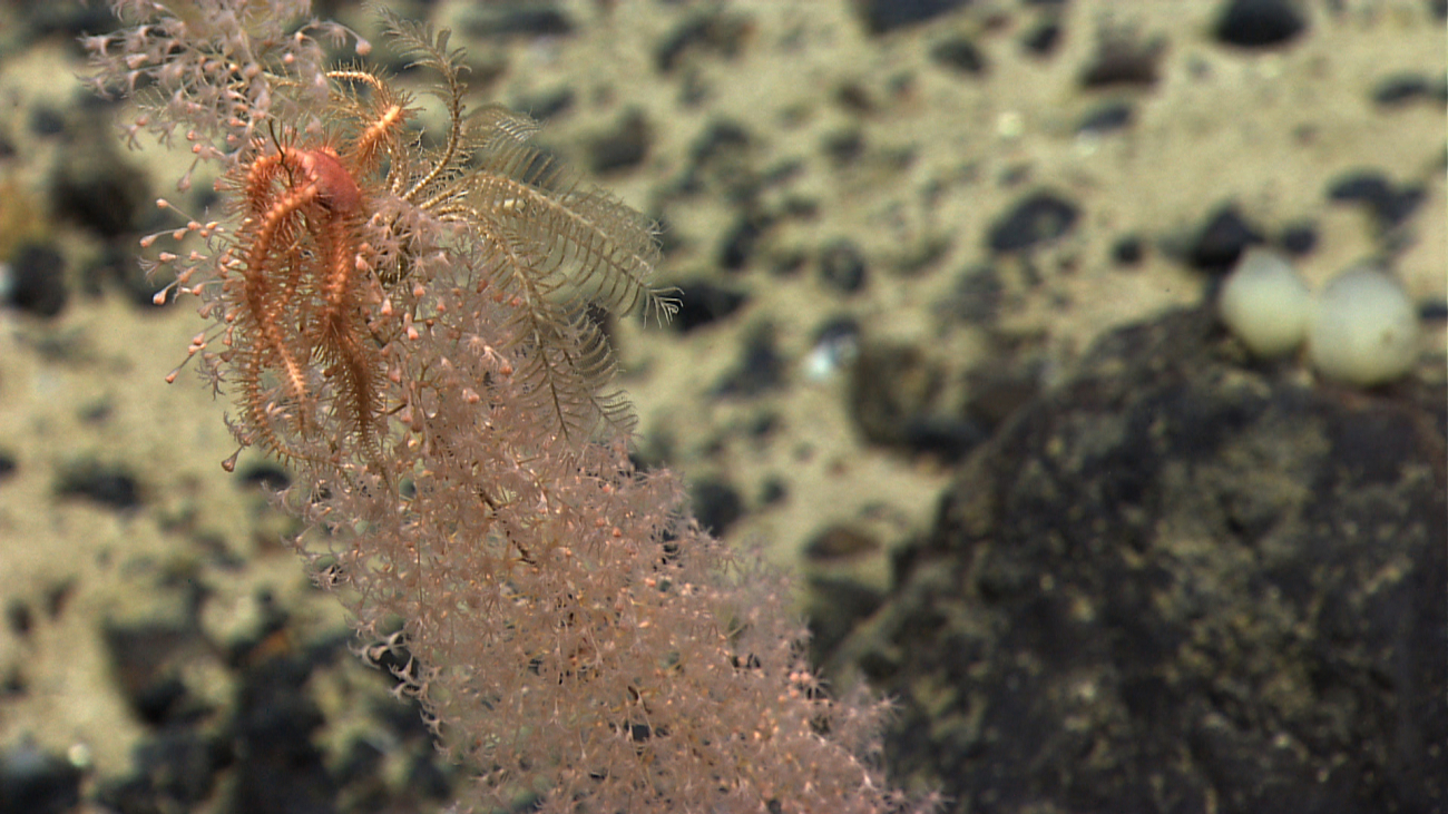 A brittle star and a feather star crinoid playing king of the hill on the top ofa delicate Chrysogorgia coral