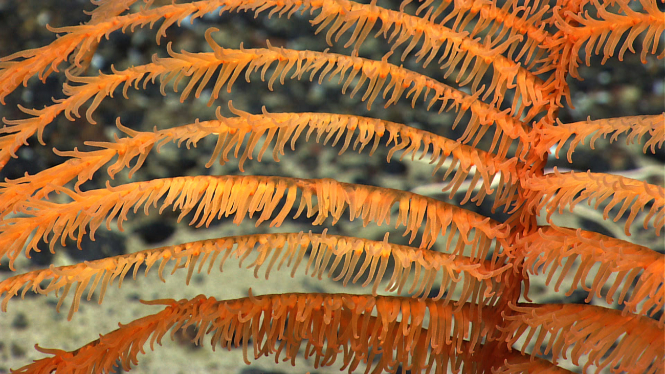 Closeup of polyps of orange black coral bush