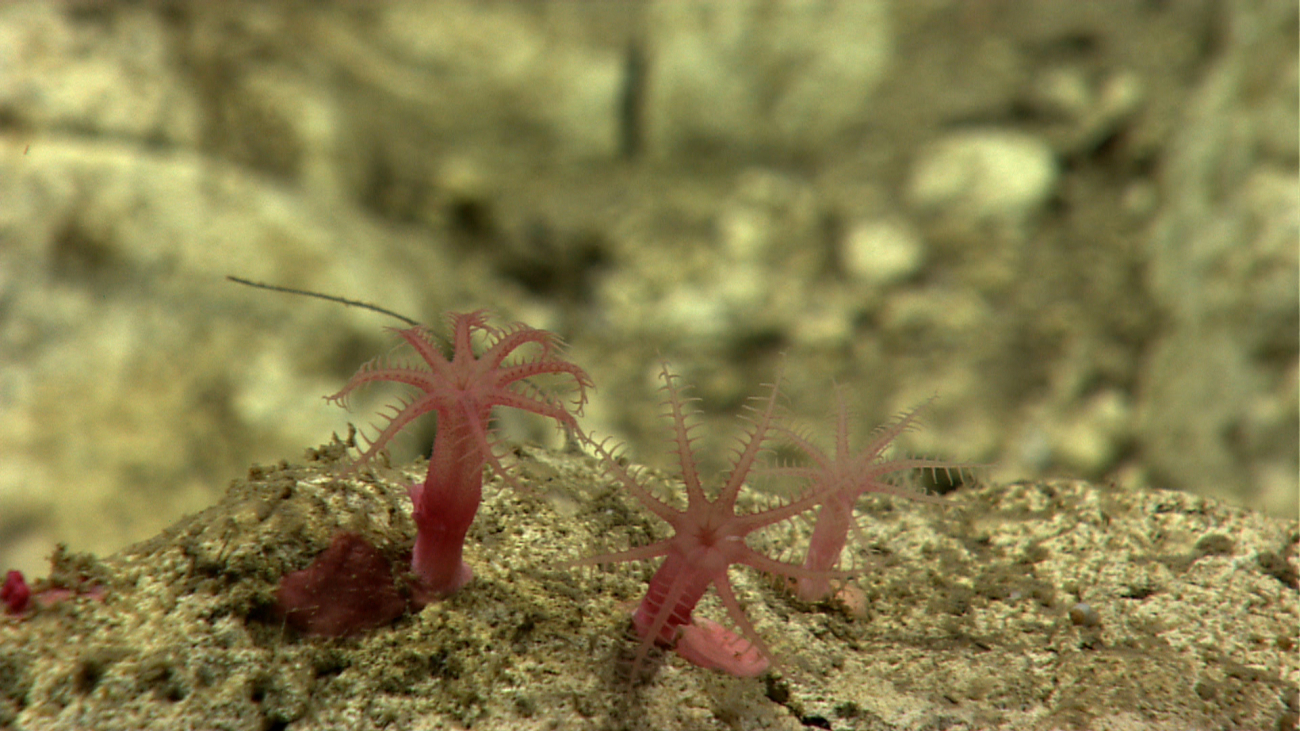 Baby anthomastus coral