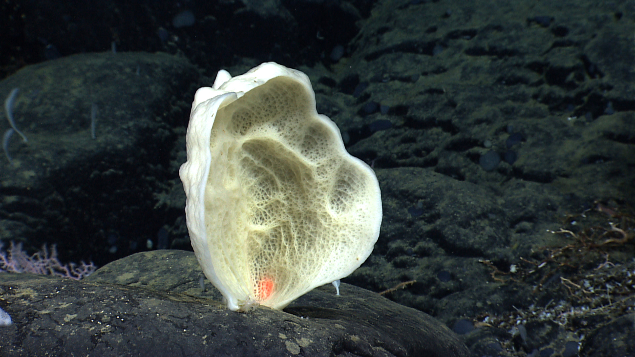 A white sponge that looks like an ear on black rock outcrop