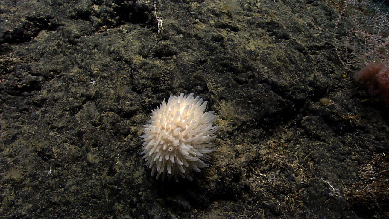 A spiky looking sponge looking somewhat similar to a pompon anemome