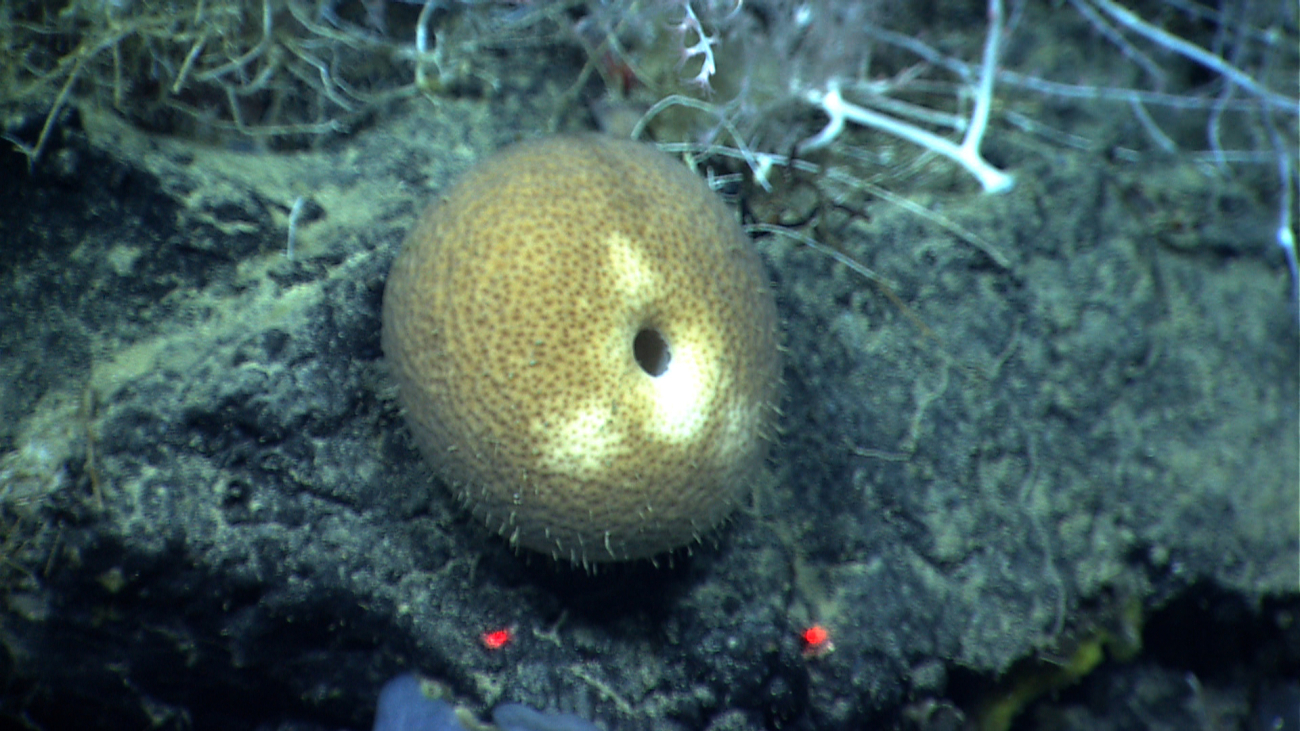 A globular melon sponge on a black rock outcrop