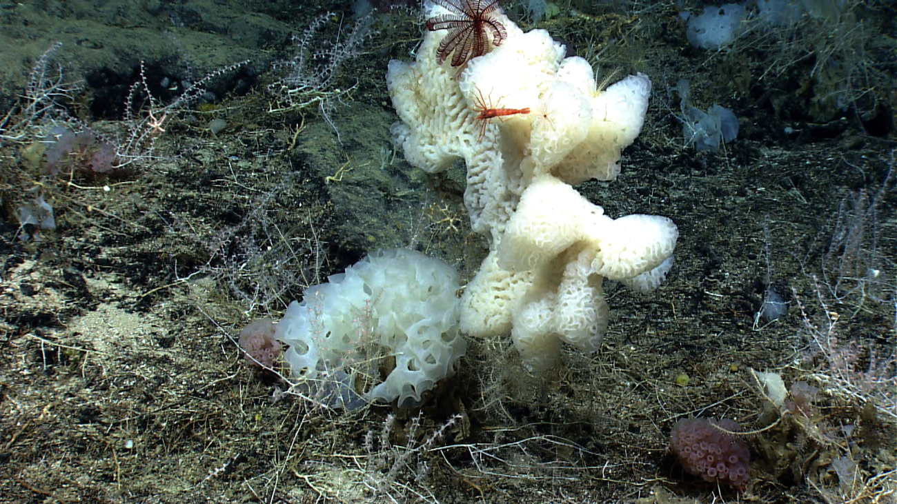 Large white ruffled sponges with a large red shrimp and a large purple featherstar crinoid