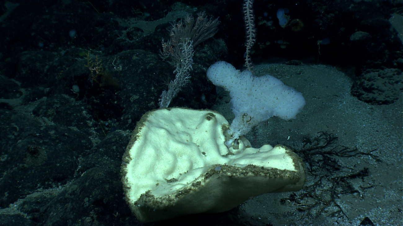 A ruffle sponge growing from a larger sponge
