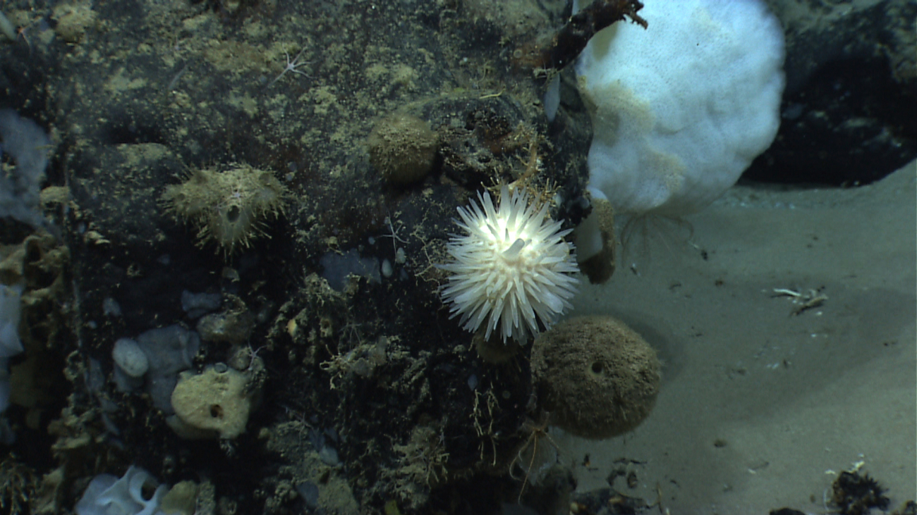 A spiky sponge in the midst of a number of other sponges
