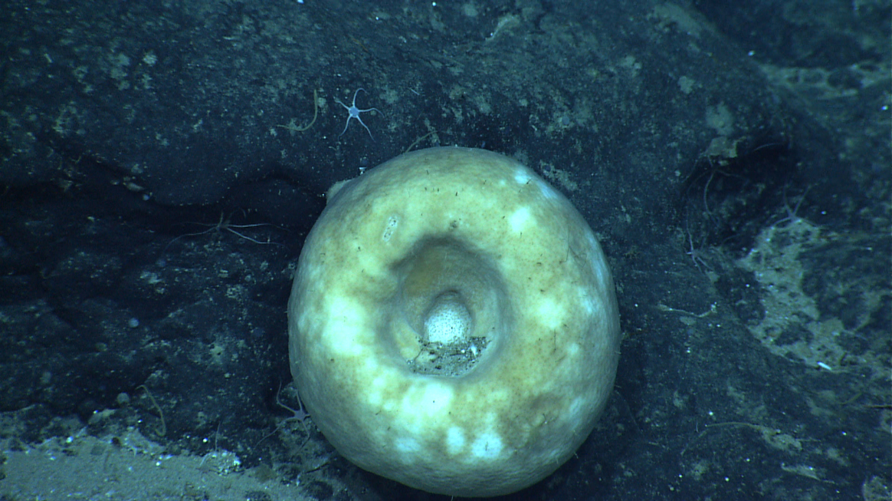 Looking down on a large circular sponge