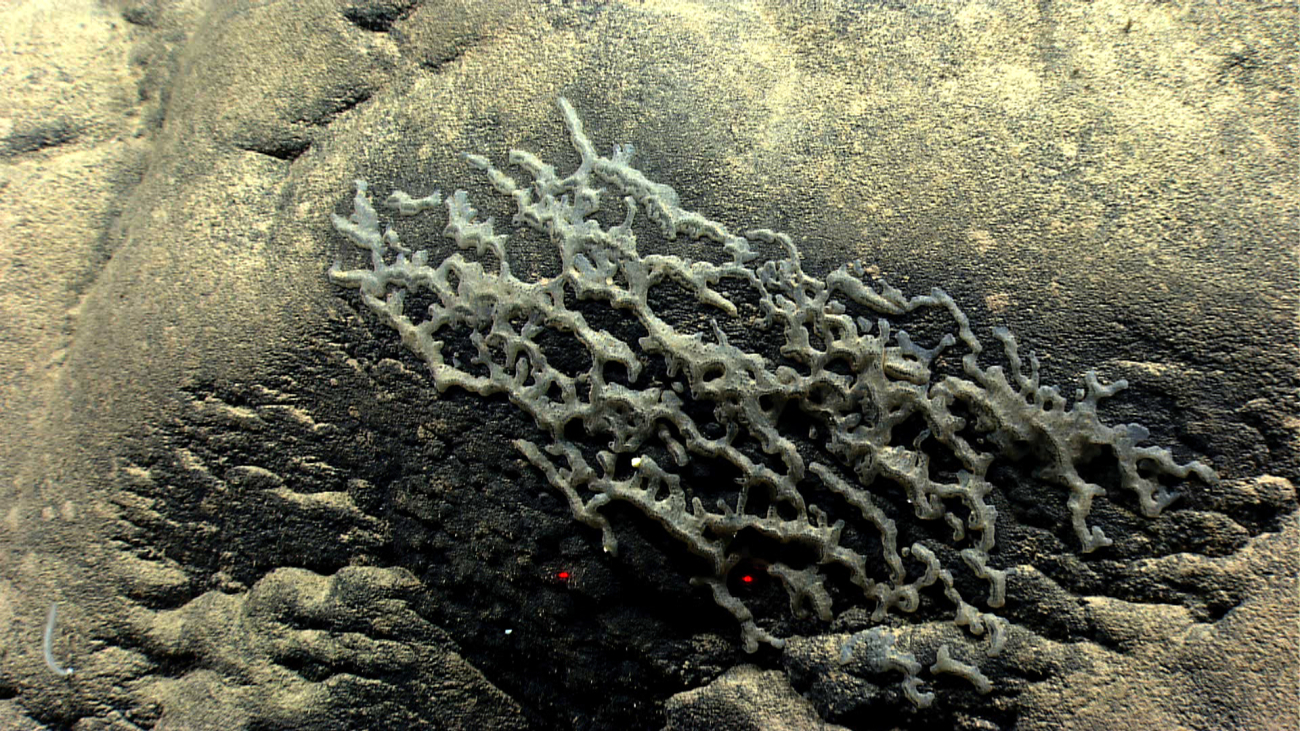 A small encrusting sponge that appears to have a growth pattern following thelocalized rock texture