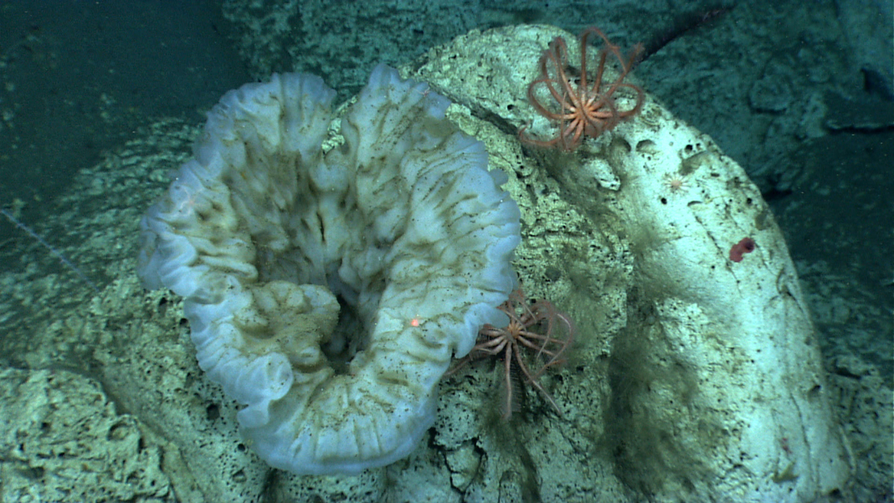 A large vase sponge with two brisingid starfish in close proximity