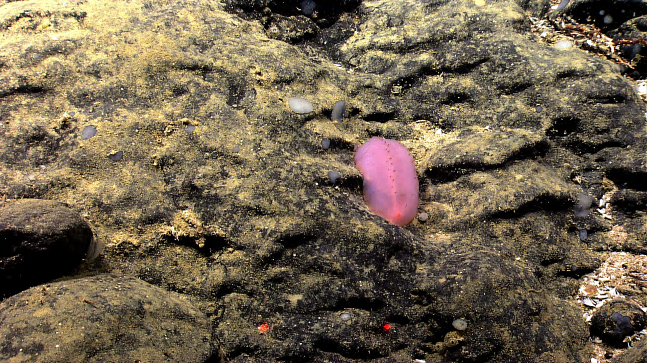 A pretty pink holothurian on a black rock surface