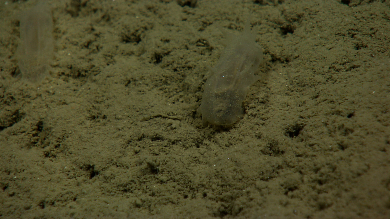 Translucent holothurians on a brown silty substrate that makes them nearlyinvisible