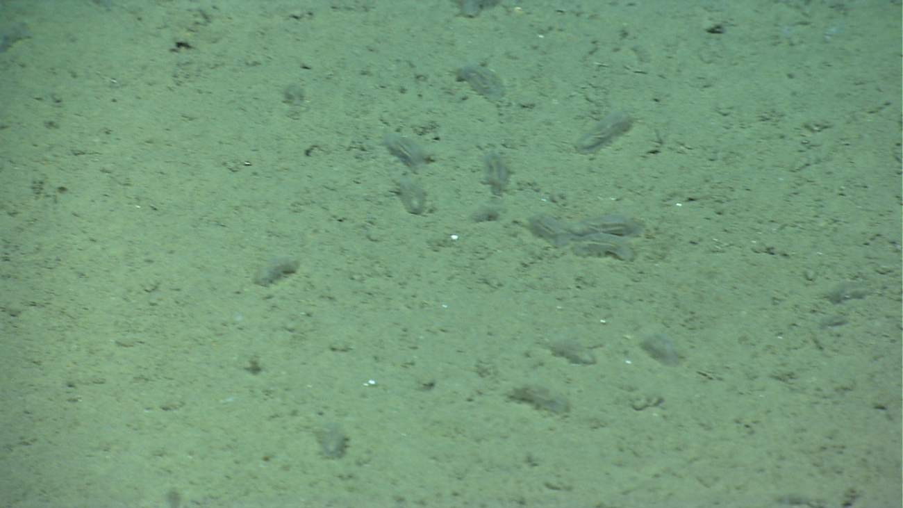 A herd of translucent holothurians on a brown silty substrate that makes themnearly invisible