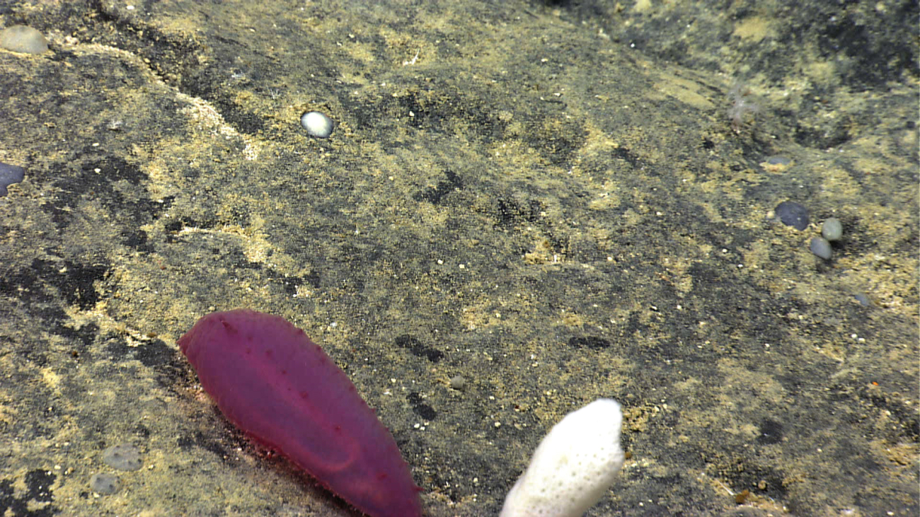 A reddish purple holothurian on a rock surface