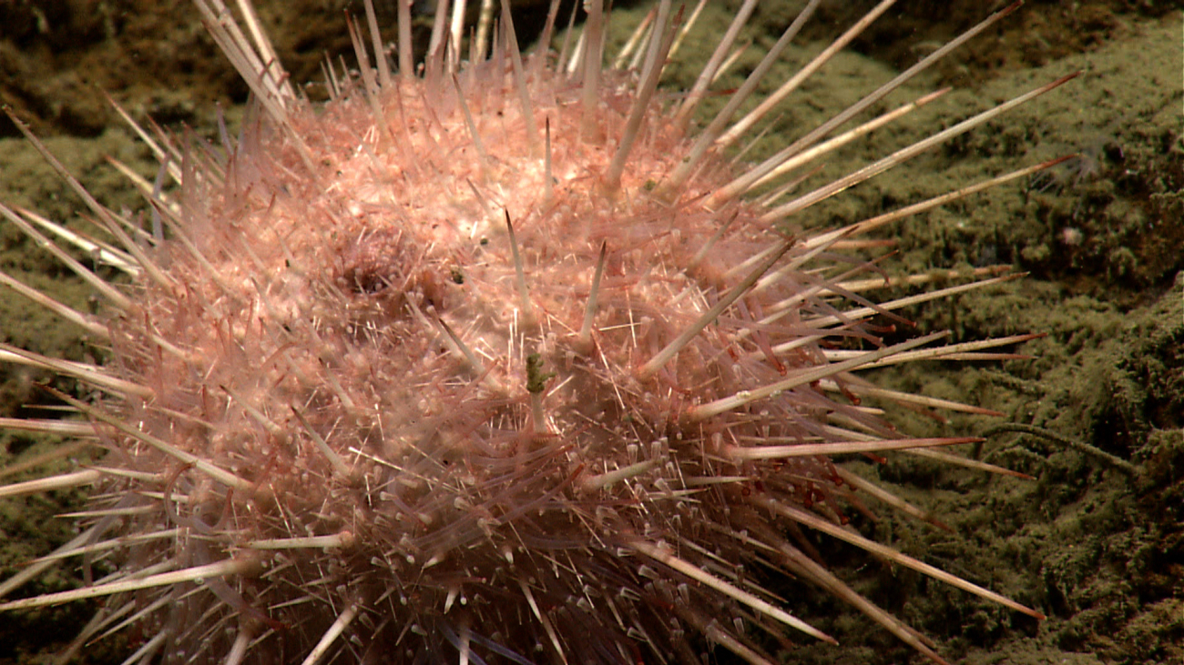 A pinkish white sea urchin