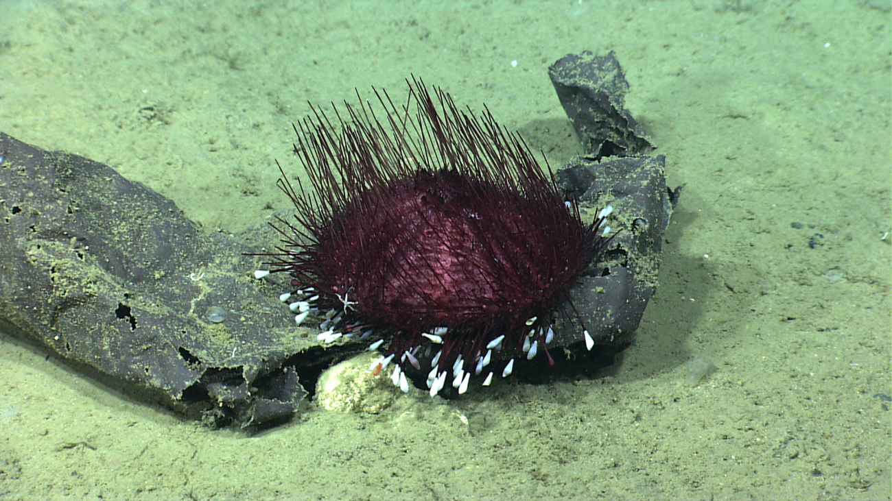 A purple pancake urchin with white tube feet attracted to plastic marine debris